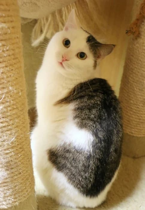 Tiša,  Mixed Breed for adoption at Beglobis — photo 3 of 6