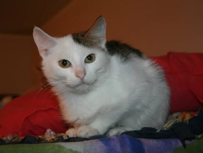 Tiša,  Mixed Breed for adoption at Beglobis — photo 4 of 6