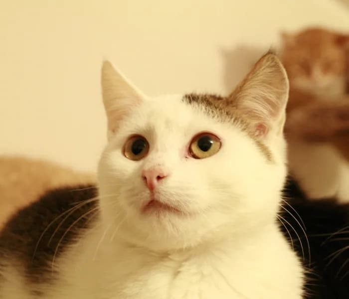 Tiša,  Mixed Breed for adoption at Beglobis — photo 5 of 6