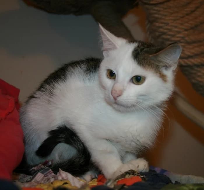 Tiša,  Mixed Breed for adoption at Beglobis — photo 6 of 6