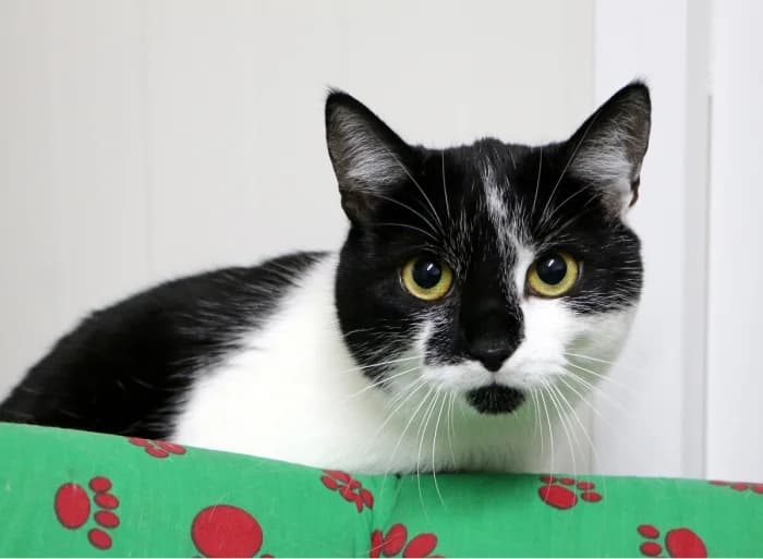 Mylia, female Mixed Breed for adoption at Beglobis