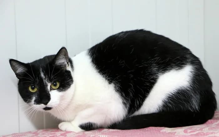 Mylia, female Mixed Breed for adoption at Beglobis — photo 2 of 6