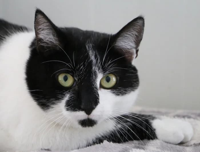 Mylia, female Mixed Breed for adoption at Beglobis — photo 3 of 6