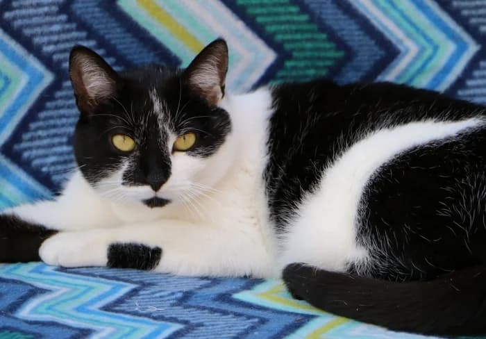 Mylia, female Mixed Breed for adoption at Beglobis — photo 4 of 6