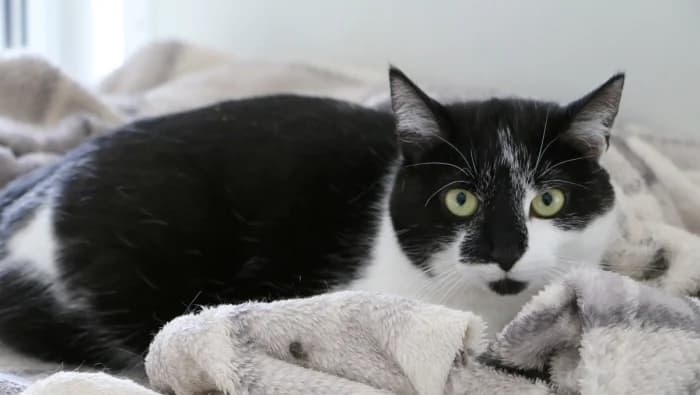 Mylia, female Mixed Breed for adoption at Beglobis — photo 5 of 6