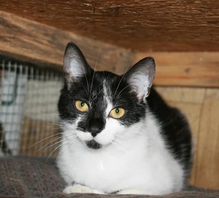 Mylia, female Mixed Breed for adoption at Beglobis — photo 6 of 6