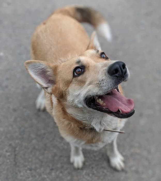 Lama, female 7yo Mixed Breed for adoption at Beglobis