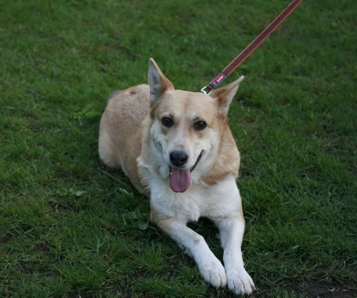 Lama, female Mixed Breed for adoption at Beglobis — photo 2 of 6
