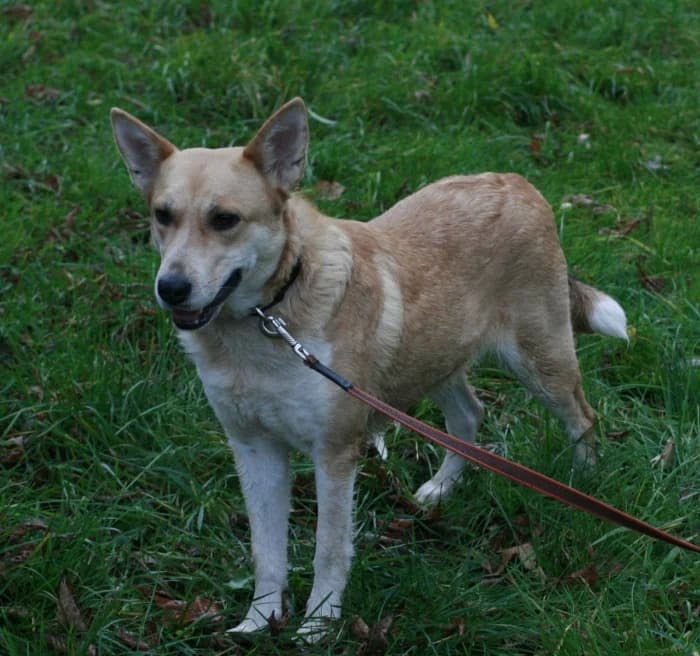 Lama, female Mixed Breed for adoption at Beglobis — photo 3 of 6