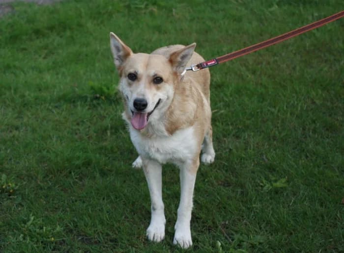 Lama, female Mixed Breed for adoption at Beglobis — photo 4 of 6