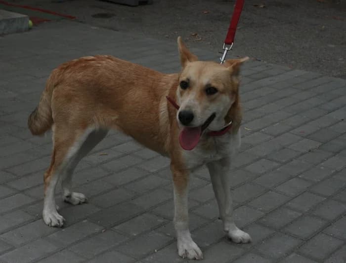 Lama, female Mixed Breed for adoption at Beglobis — photo 5 of 6