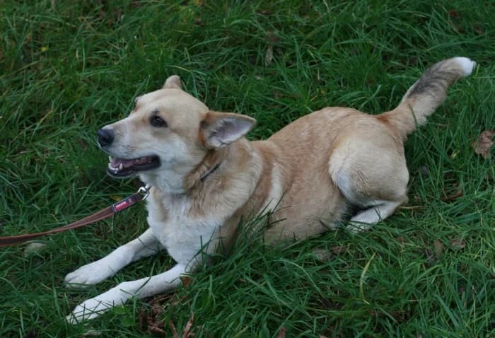 Lama, female Mixed Breed for adoption at Beglobis — photo 6 of 6