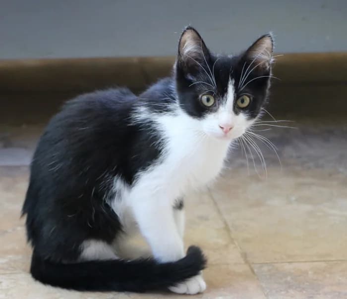 Kura, female Mixed Breed for adoption at Beglobis