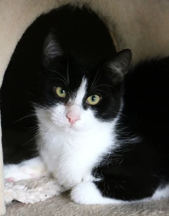 Kura, female Mixed Breed for adoption at Beglobis — photo 2 of 4