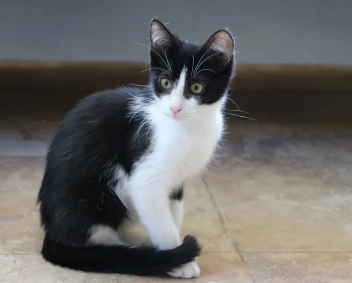 Kura, female Mixed Breed for adoption at Beglobis — photo 3 of 4