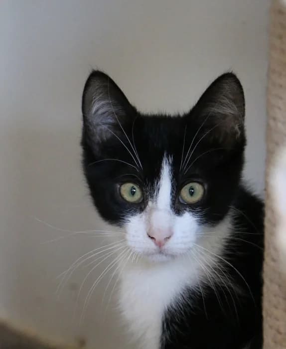 Kura, female Mixed Breed for adoption at Beglobis — photo 4 of 4