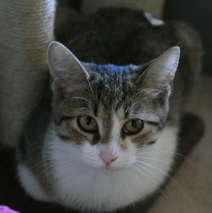 Kuma, female 7yo Mixed Breed for adoption at Beglobis