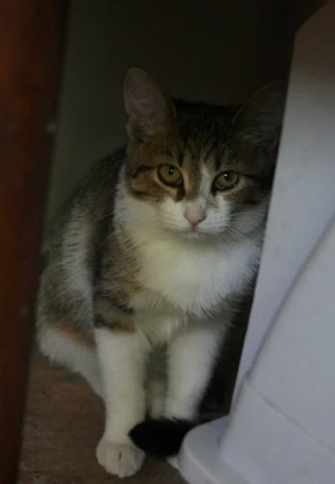 Kuma, female Mixed Breed for adoption at Beglobis — photo 2 of 3