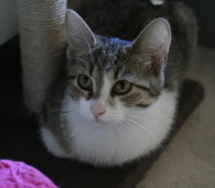 Kuma, female Mixed Breed for adoption at Beglobis — photo 3 of 3