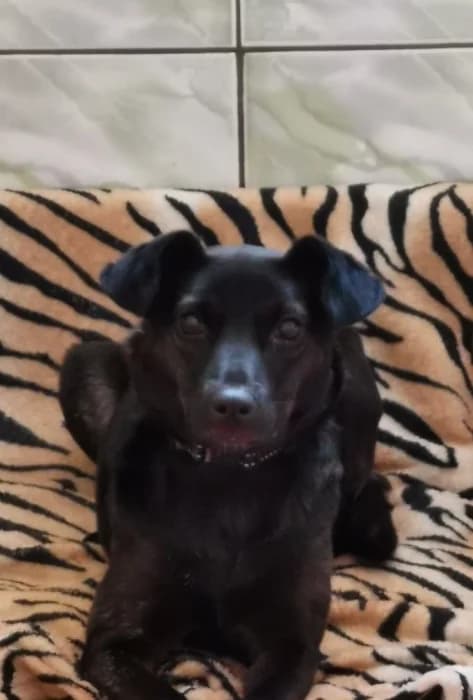 Noira ir Oira, female Mixed Breed for adoption at Beglobis — photo 2 of 3