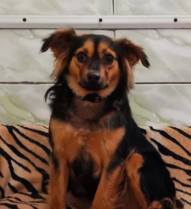 Noira ir Oira, female Mixed Breed for adoption at Beglobis — photo 3 of 3