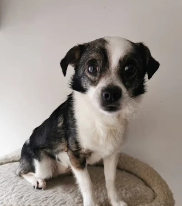 Dilis,  6yo Mixed Breed for adoption at Beglobis