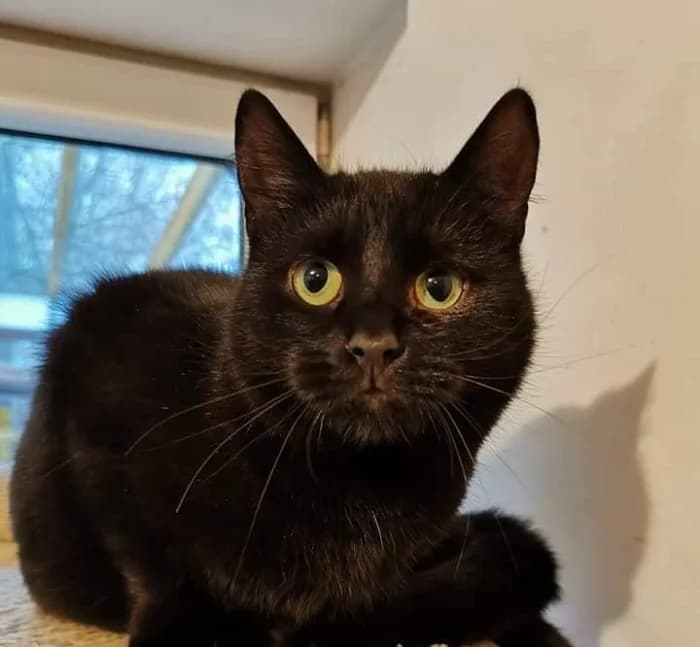 Gerbas,  Mixed Breed for adoption at Beglobis