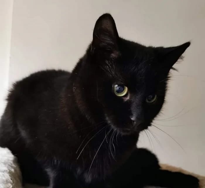 Gerbas,  Mixed Breed for adoption at Beglobis — photo 2 of 3