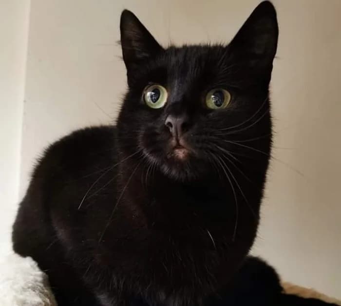 Gerbas,  Mixed Breed for adoption at Beglobis — photo 3 of 3