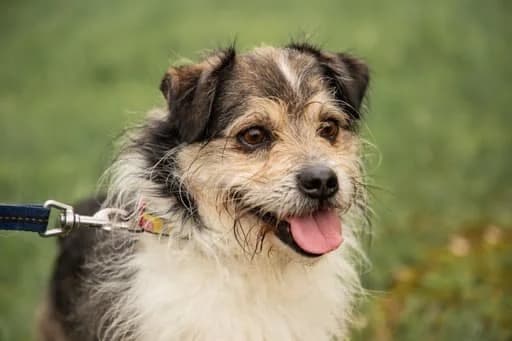 Činas (Reksiukas),  Mixed Breed for adoption at Beglobis