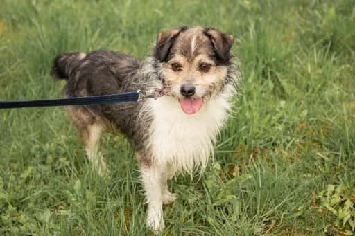 Činas (Reksiukas),  Mixed Breed for adoption at Beglobis — photo 2 of 6