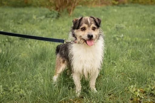 Činas (Reksiukas),  Mixed Breed for adoption at Beglobis — photo 3 of 6