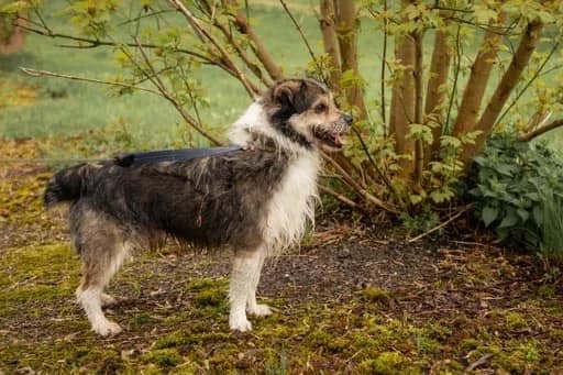 Činas (Reksiukas),  Mixed Breed for adoption at Beglobis — photo 4 of 6
