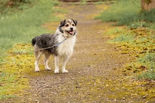 Činas (Reksiukas),  Mixed Breed for adoption at Beglobis — photo 5 of 6