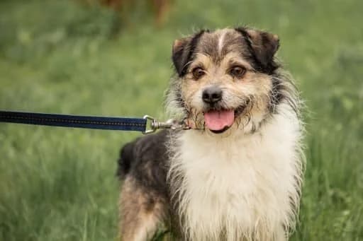 Činas (Reksiukas),  Mixed Breed for adoption at Beglobis — photo 6 of 6