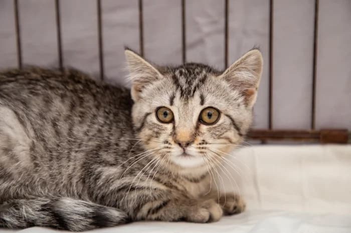 Aruka, female young Mixed Breed for adoption at Beglobis