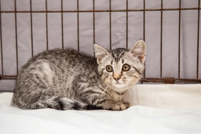 Aruka, female Mixed Breed for adoption at Beglobis — photo 2 of 6