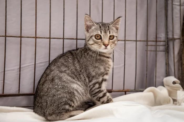 Aruka, female Mixed Breed for adoption at Beglobis — photo 3 of 6