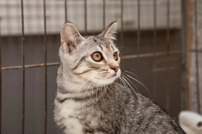 Aruka, female Mixed Breed for adoption at Beglobis — photo 4 of 6