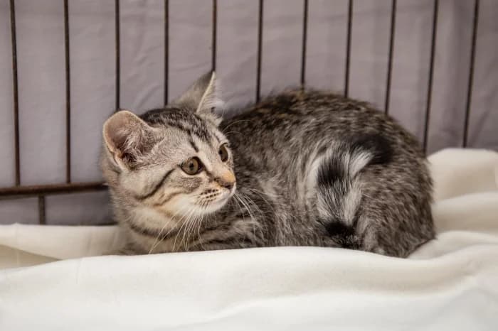 Aruka, female Mixed Breed for adoption at Beglobis — photo 5 of 6