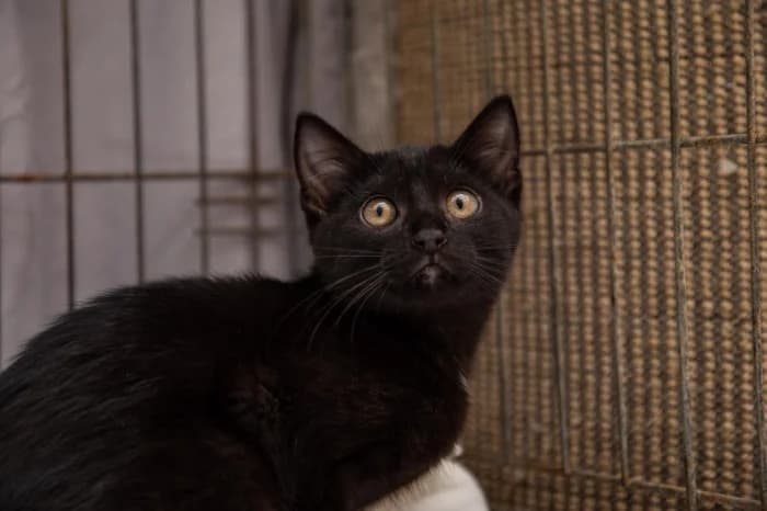 Notis, young Mixed Breed for adoption at Beglobis