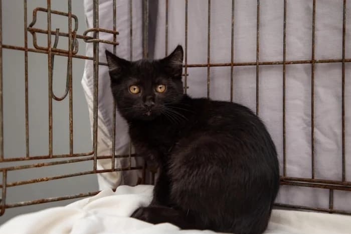 Notis,  Mixed Breed for adoption at Beglobis — photo 2 of 6