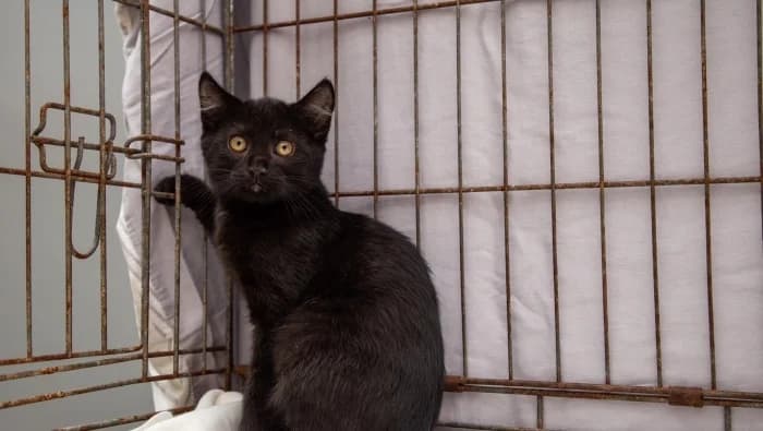 Notis,  Mixed Breed for adoption at Beglobis — photo 3 of 6