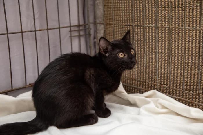 Notis,  Mixed Breed for adoption at Beglobis — photo 4 of 6