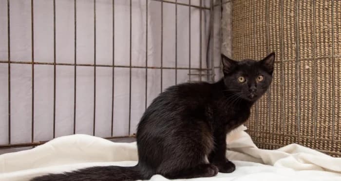 Notis,  Mixed Breed for adoption at Beglobis — photo 5 of 6