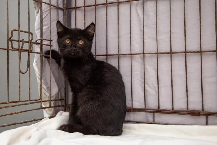 Notis,  Mixed Breed for adoption at Beglobis — photo 6 of 6