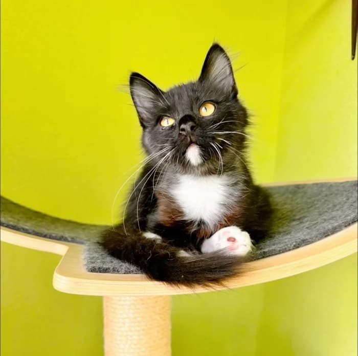 Daržiukas,  Mixed Breed for adoption at Beglobis