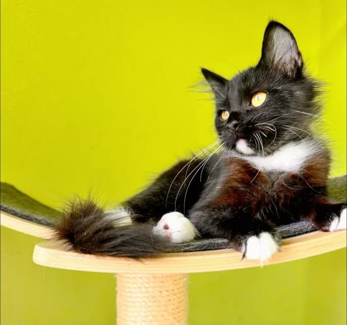 Daržiukas,  Mixed Breed for adoption at Beglobis — photo 2 of 6