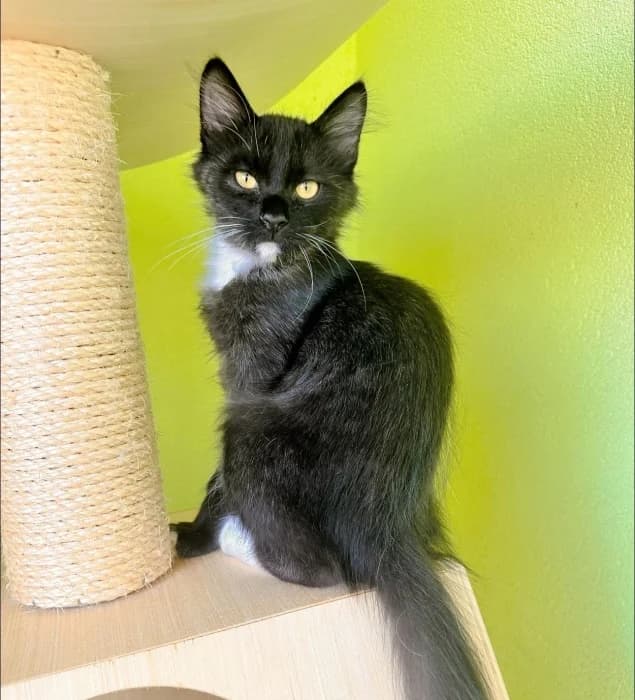 Daržiukas,  Mixed Breed for adoption at Beglobis — photo 4 of 6