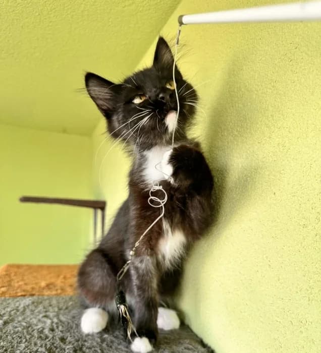 Daržiukas,  Mixed Breed for adoption at Beglobis — photo 5 of 6